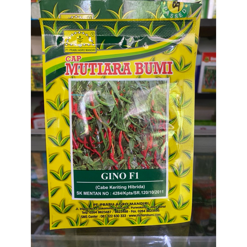 Gino F1 cabe keriting Hibrida