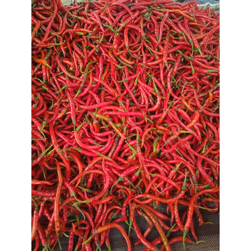 

CABE MERAH KERITING 1 KG