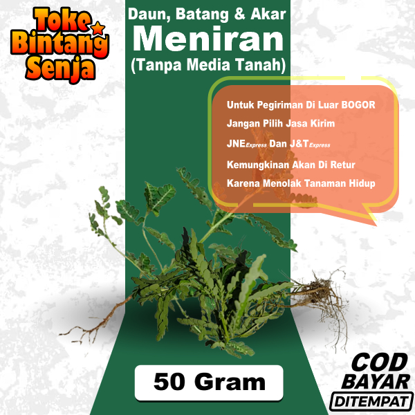 

Daun Batang Akar Meniran 50 Gram Segar Mudah Kering (Tanpa Media Tanah)