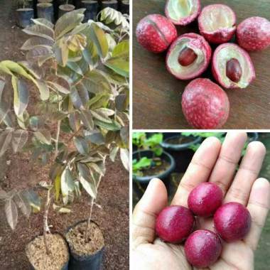 BIBIT KELENGKENG MERAH SIAP BERBUAH
