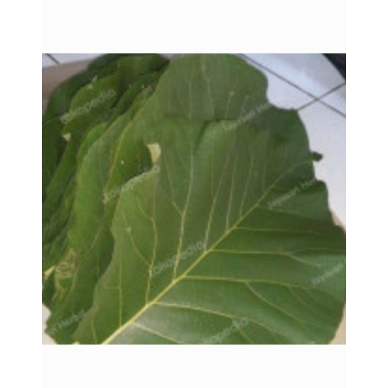 

Pewarna alami DAUN JATI MUDA 500gr