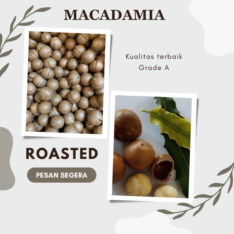 

Kacang Macadamia Roasted Kwalitas Terbaik Grade A