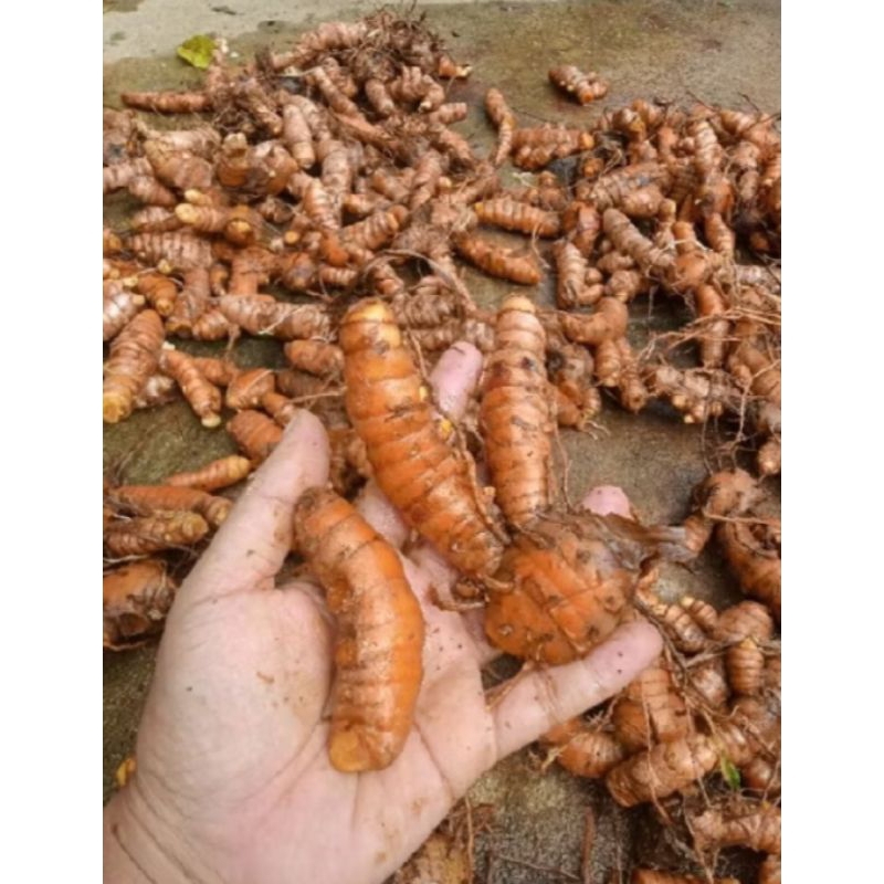 

kunyit segar 500 grm