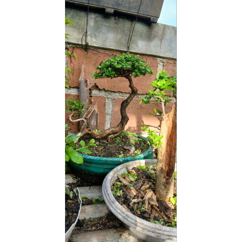 Bonsai sancang siap pajang