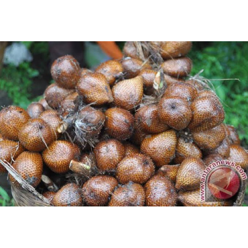 

Salak kebun asli Turi Sleman