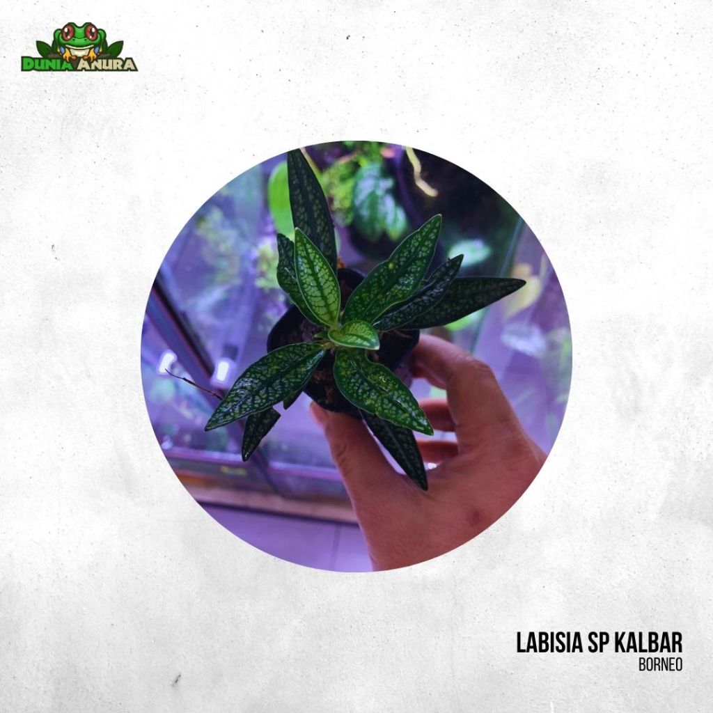 Tanaman vivarium Labisia Sp Kalbar