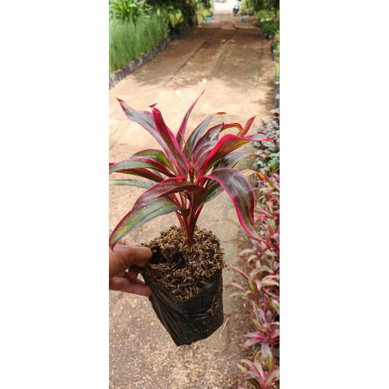 pohon hanjuang mini warna merah