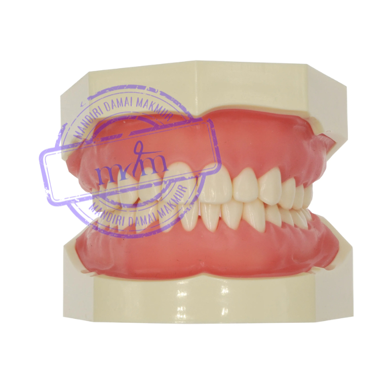 Standard nissin dental model with 32pcs typodont teeth model alat peraga mulut gigi