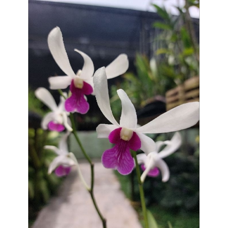 Anggrek Dendrobium Mesangnil Dewasa