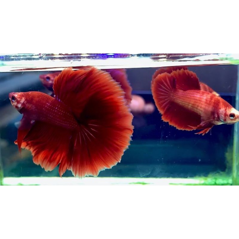 Halfmoon super red rosetail