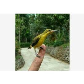 SOGON SULAWESI CIBINONG