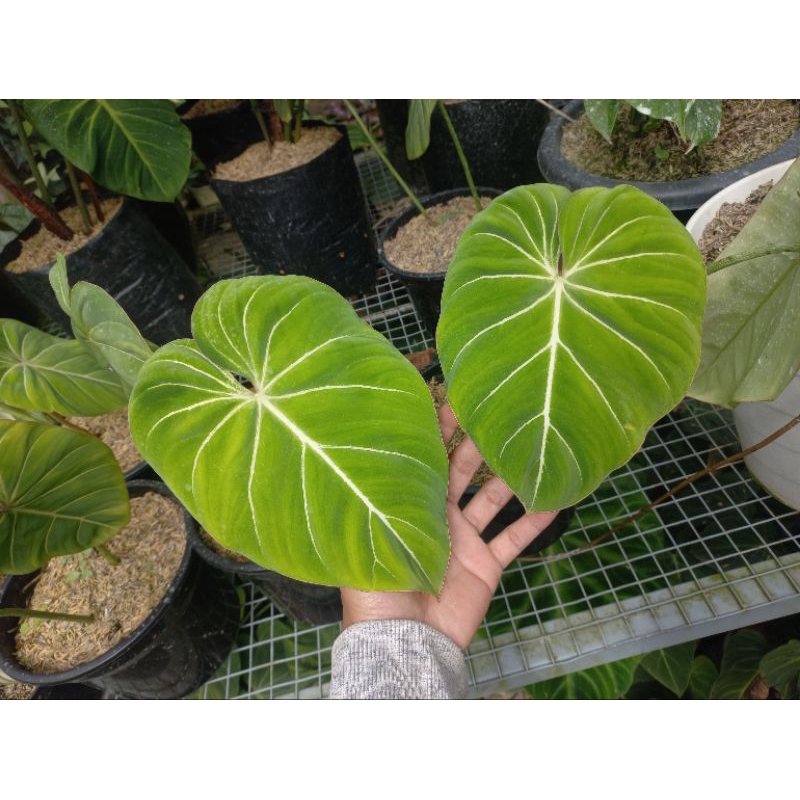 Tanaman Hias Gloriosum white veins