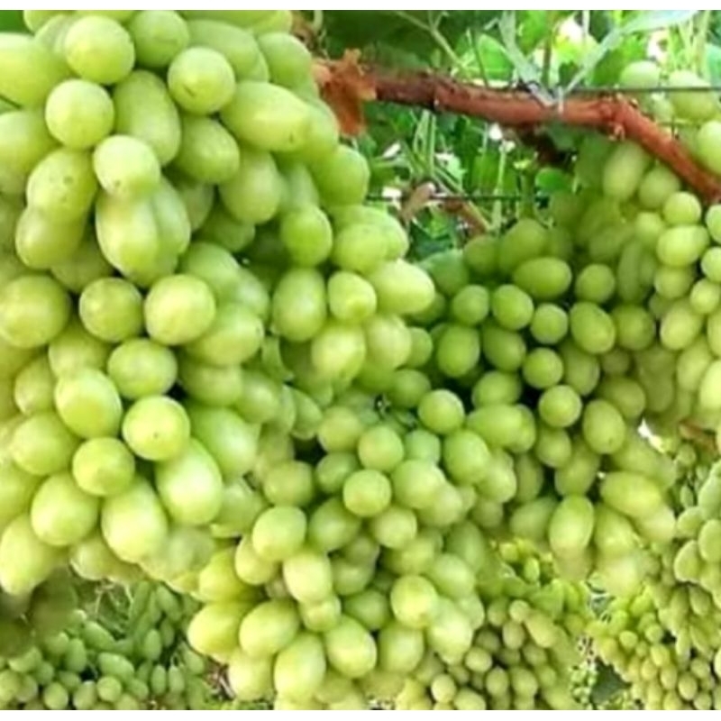 

bibit anggur import ARRA 15 unggulan murah