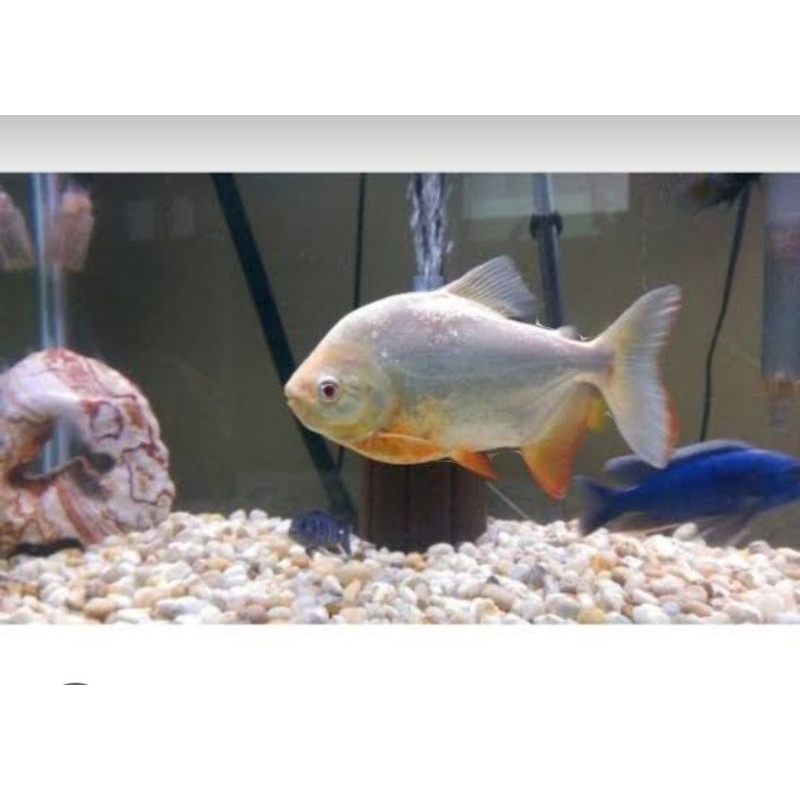 Ikan Pacu Albino - Tankmate Predator