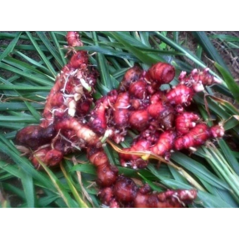 

Jahe Merah segar 1Kg + Bonus bibit 5pcs