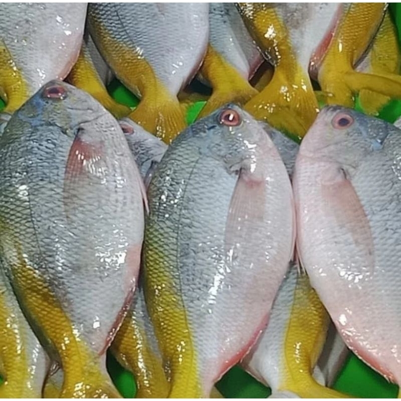 

IKAN EKOR KUNING 500 gram