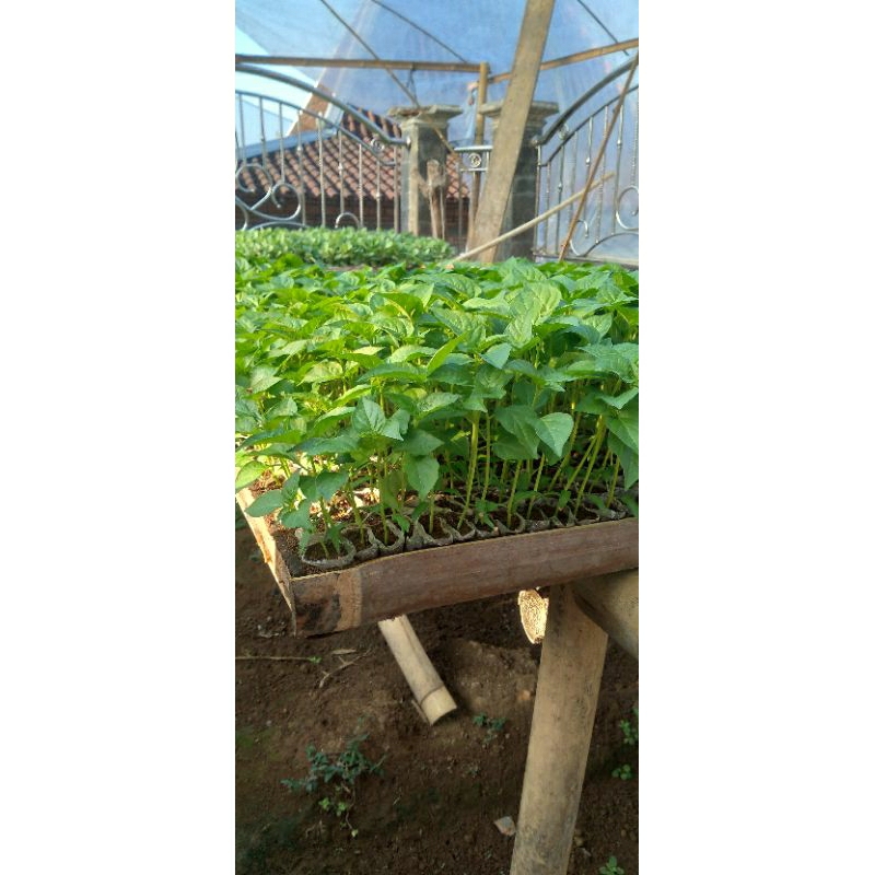 bibit cabe rawit ori 212 siap tanam