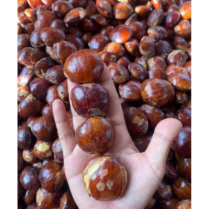 

Jengkol Super Fresh Segar Kualitas Premium 100% 1kg