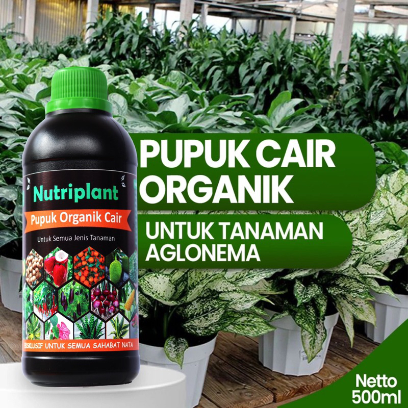 Pupuk Aglonema | Pupuk Organik Cair Aglonema | Nutrisi Tanaman