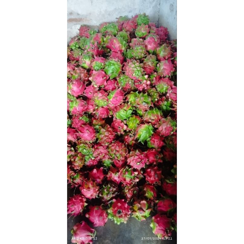 

buah naga. pembelian minimal 1 kg
