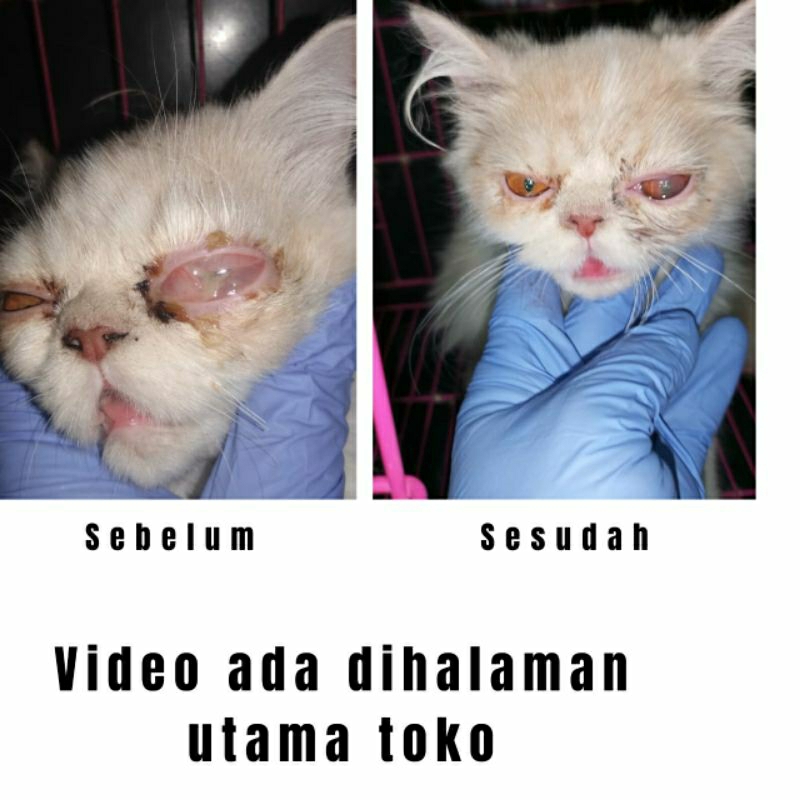 ADY78 obat klamidia kucing-mata kucing bengkak bernanah