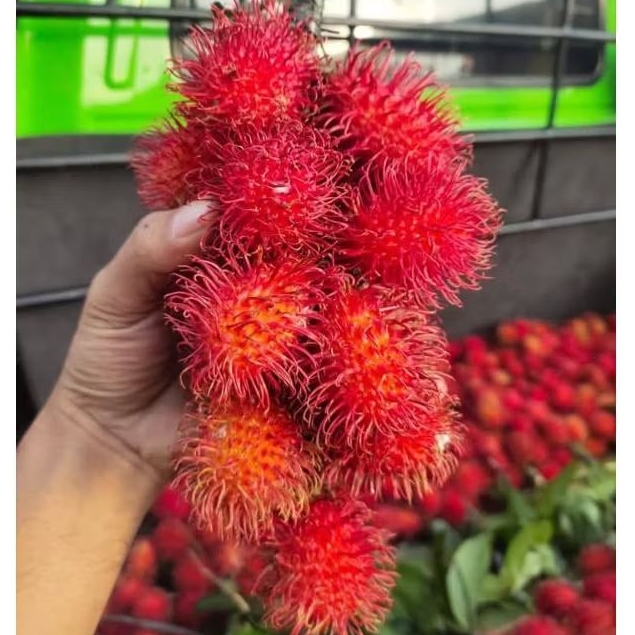 

Rambutan Binjai 1 Kg Fresh Manis Baru Petik