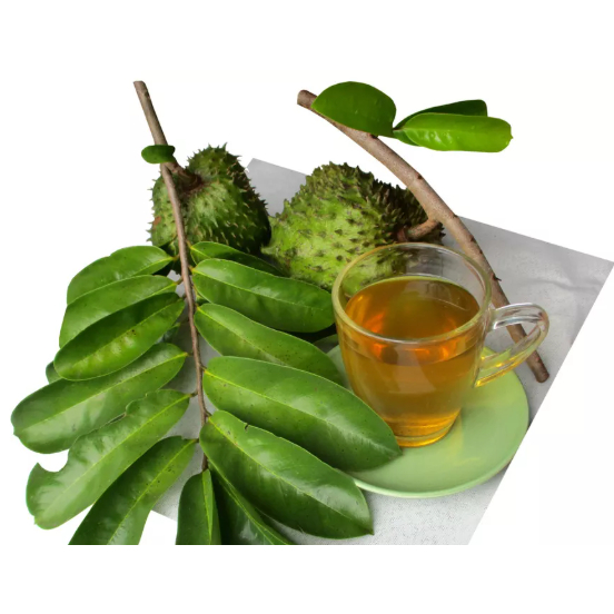 

HERBAL Daun sirsak segar 100 lembar Bisa COD
