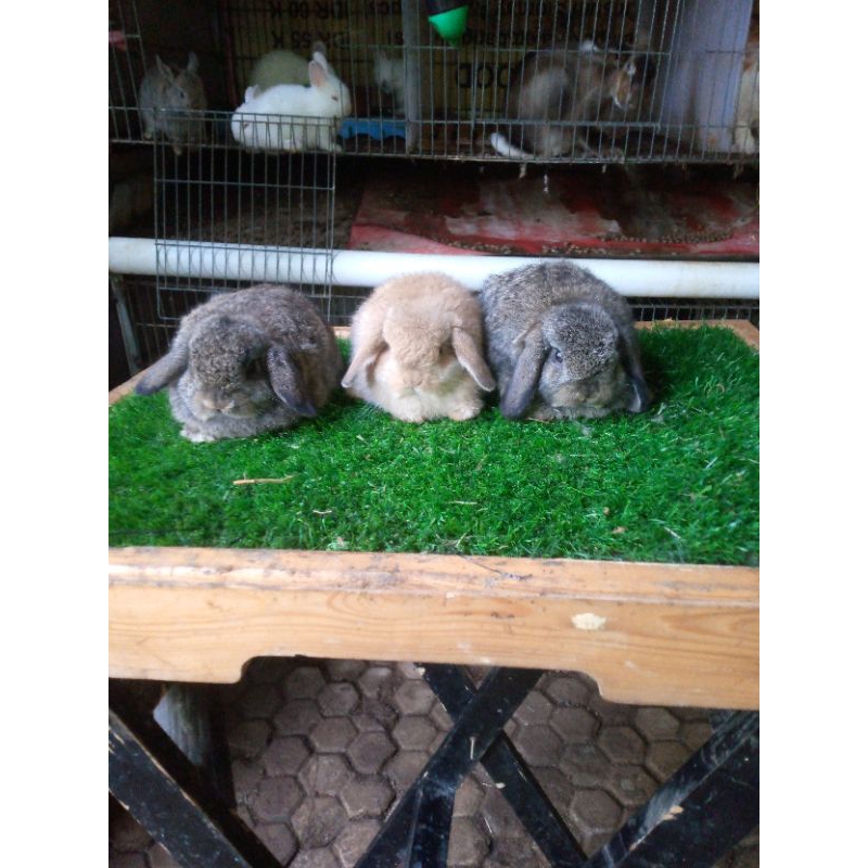 kelinci holland lop