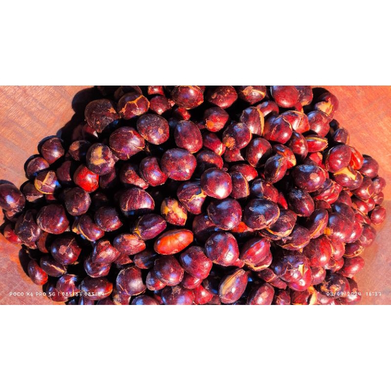 

Jengkol 1KG