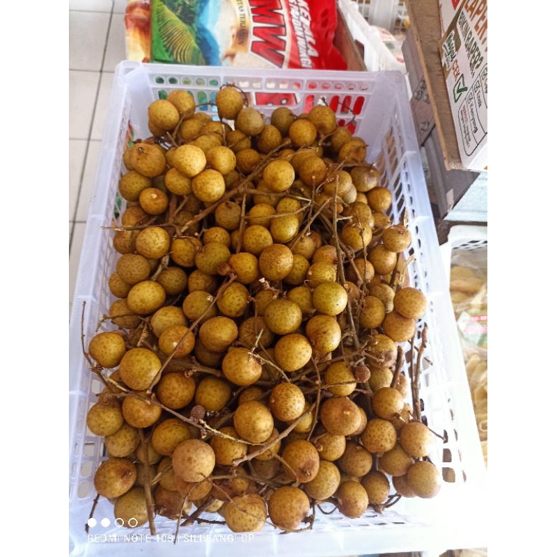 

klengkeng 1 krat 5,5kg