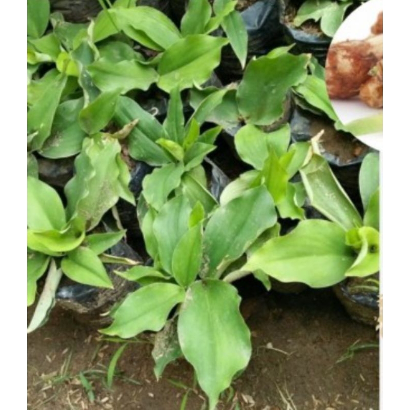 Tanaman kencur - beras kencur - tanaman herbal
