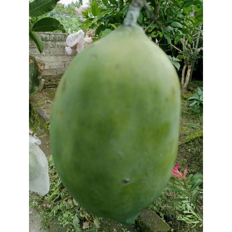 

mangga mahatir matang pohon harga per KG