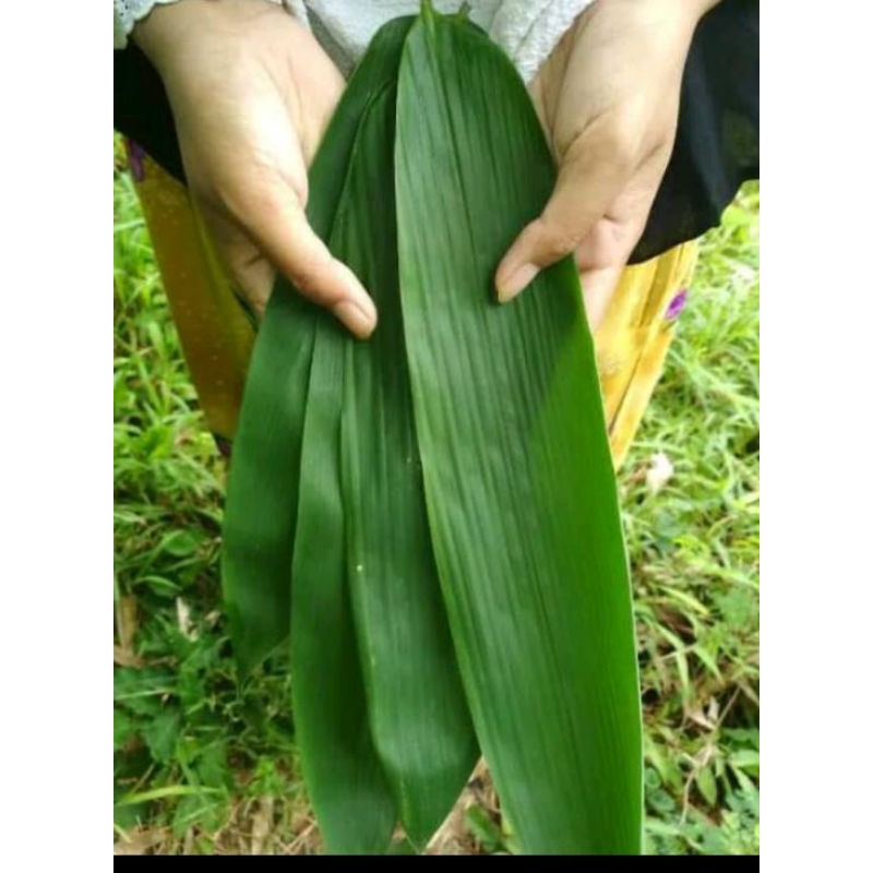 

Daun bambu segar asli bagus buat bungkus bacang 1kg