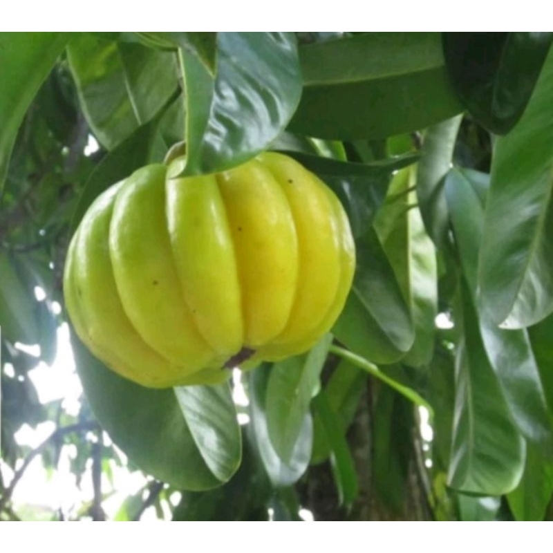 

buah asam gelugur fresh 1kg