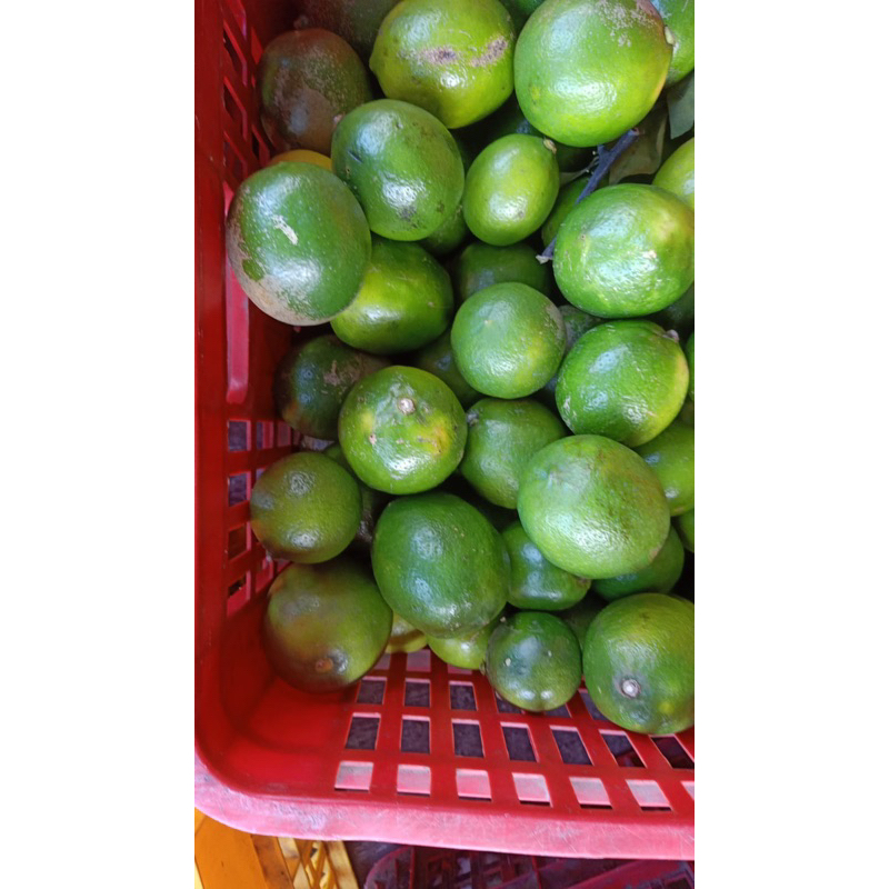

lemon california hijau 2kg