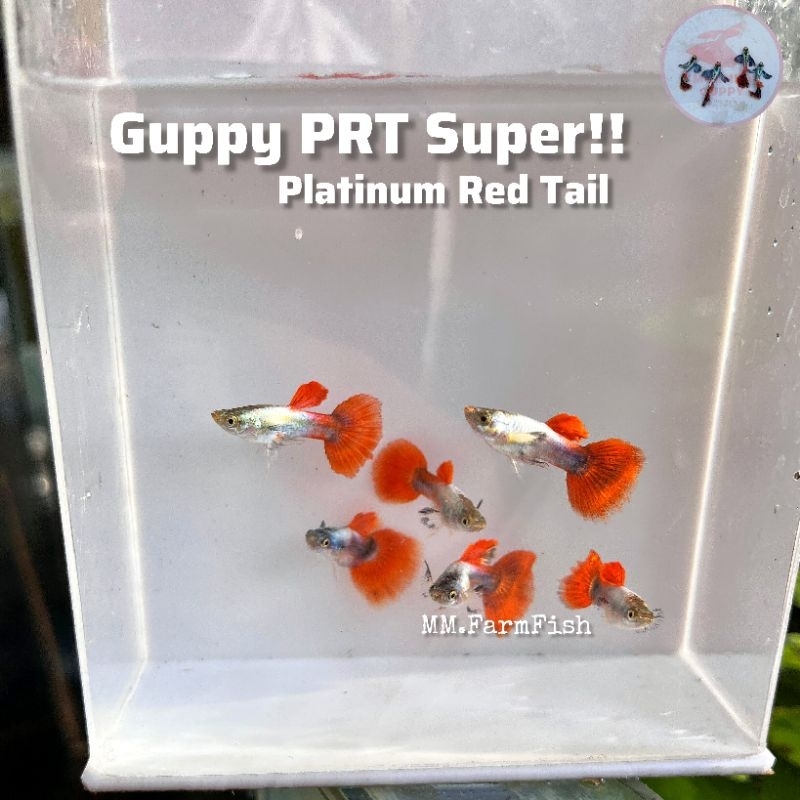 Kebutuhan aquarium Guppy Merah Rijek cendolan Platinum Red Tail hiasan aquacape diskon gopi gupi prt