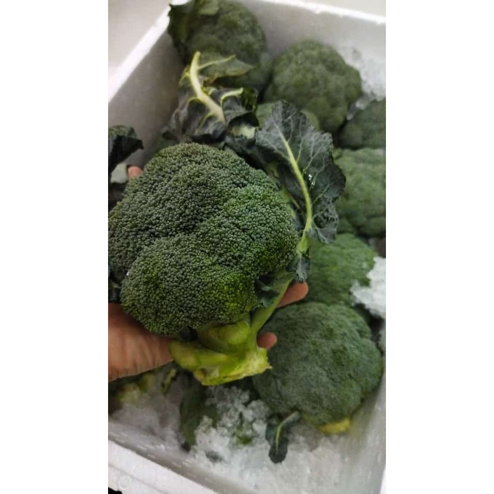 

Brokoli Batang Pendek IMPORT Short Stem Broccoli 900 gr - 1 kg