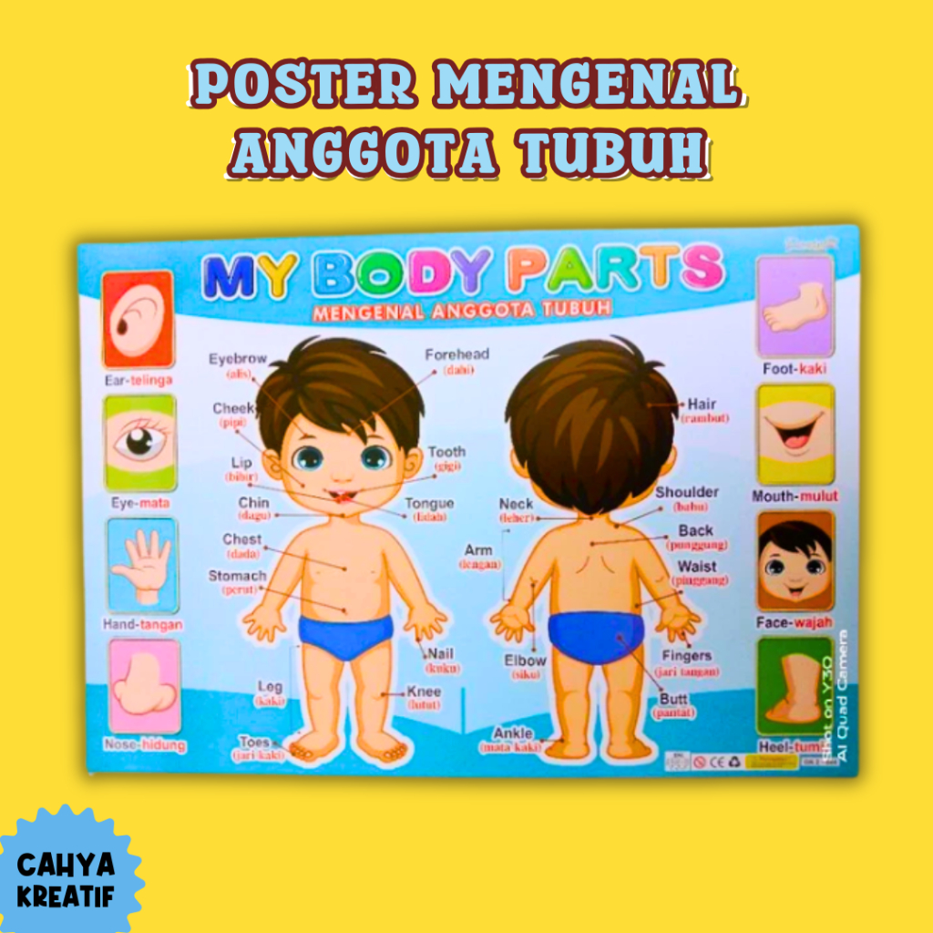 Poster Mengenal Anggota Tubuh Edukasi Anak PAUD /Seri Anggota Tubuh dan Warna