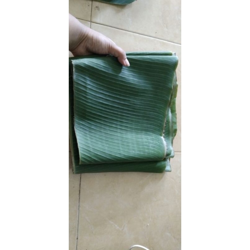 

DAUN PISANG FRESS LANGSUNG PETIK 1 ikat 2-3 lembar #termurah #daunpisang #daun #bungkus #packing #daunpisangbatu