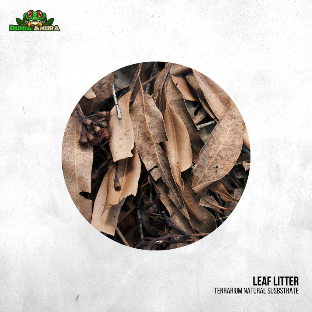 100 G Daun Kering untuk bioactive vivarium