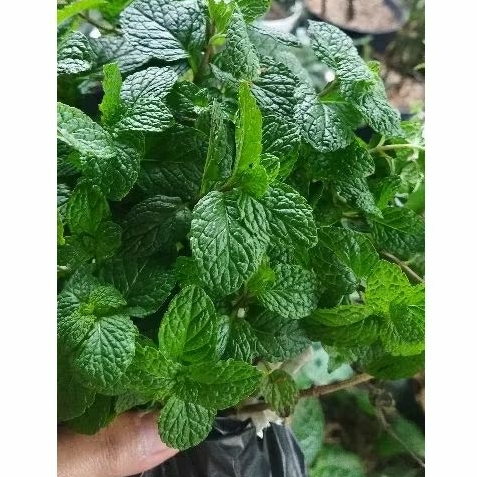 Tanaman hias/herbal daun peppermint