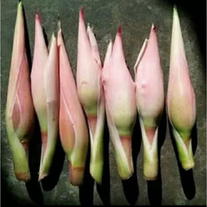 

BUNGA KUNCUP KECOMBRANG PELENGKAP MASAKAN SATUAN