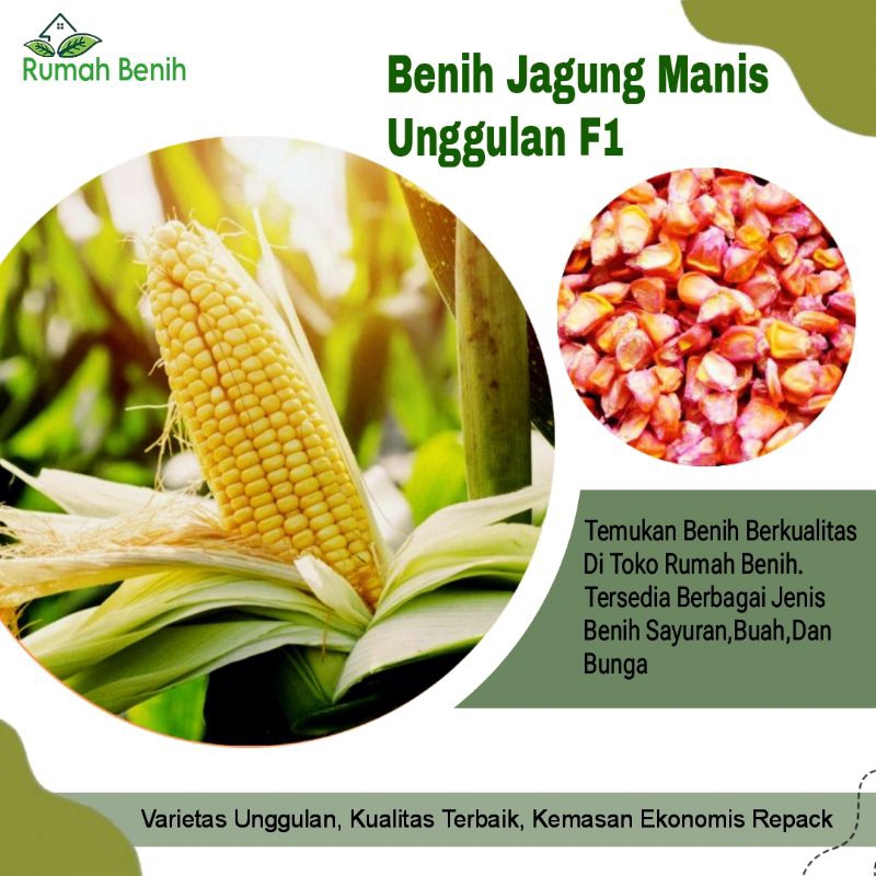 Benih Jagung Manis Super F1 / Bibit Jagung Manis Baruna F1 / Biji Benih Jagung Manis / Benih Sayuran
