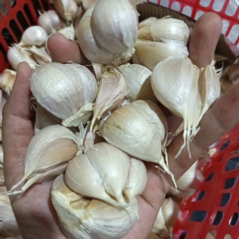 

(AOL) Bawang Kathing Bersih