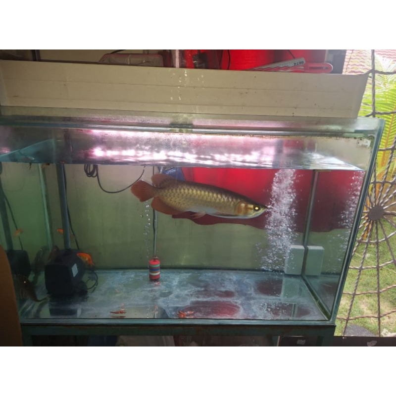 Aquarium  2 buah dan Ikan arwana. 2 set talang air dan 2 set lampu candila . 2 set oksigen 2 set lam