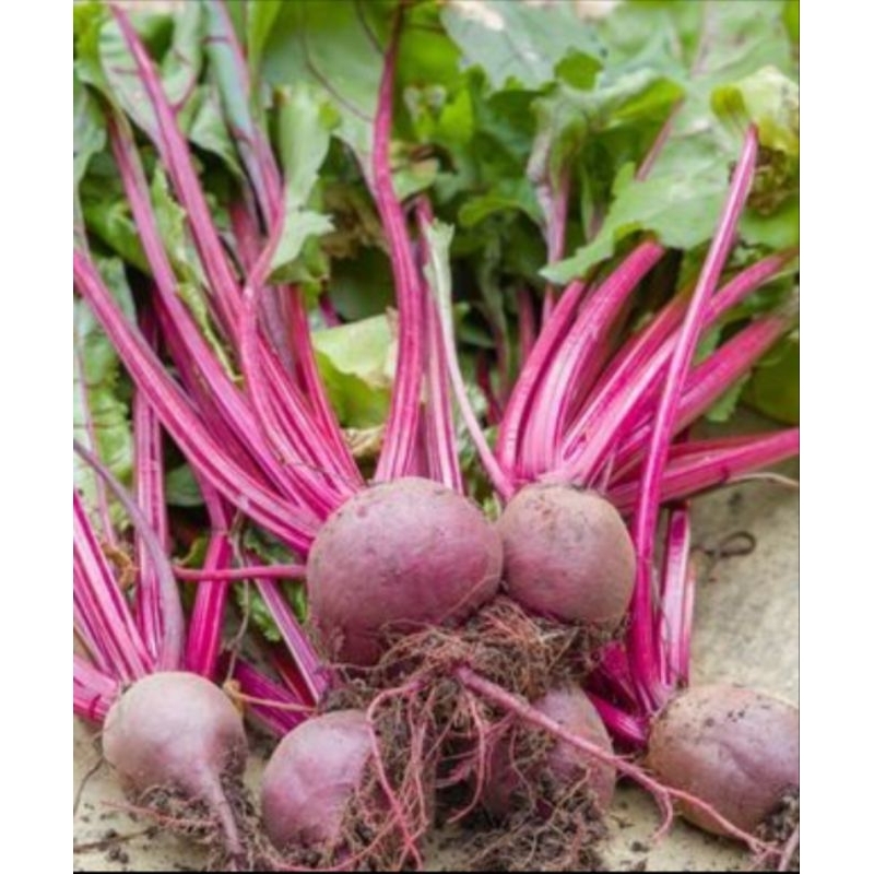 

buah bit / beet root