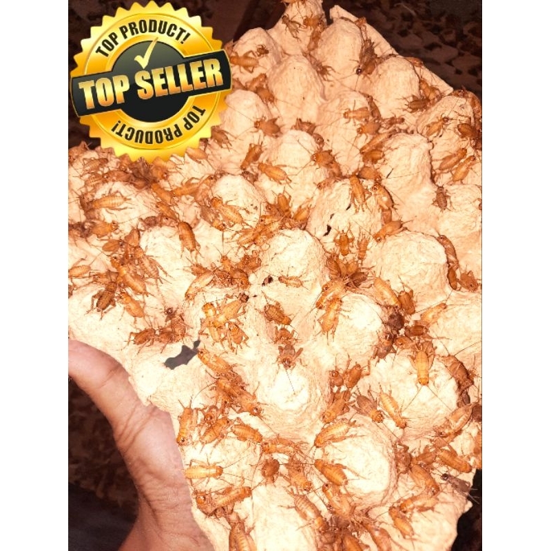 KUALITAS TERBAIK Telur jangkrik madu kunyit super 98% kuning