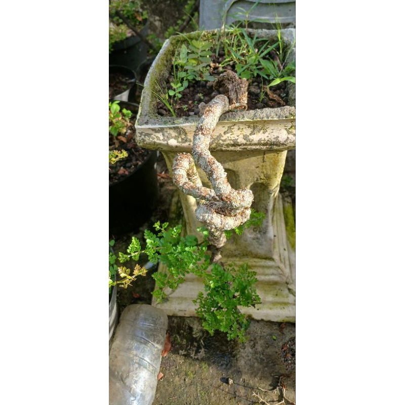 Bonsai Kawista batu cascade