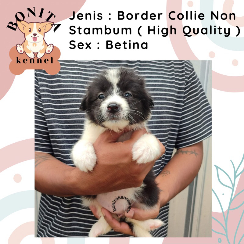 Border Collie Non Stambum Anak Anjing Border Collie Jantan Betina