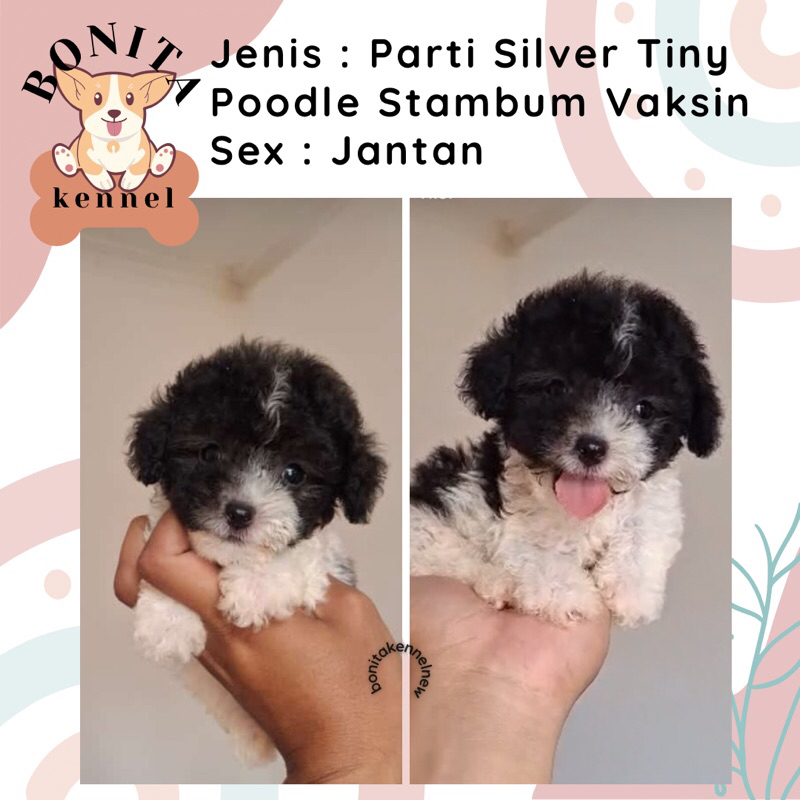 Particolor Toy Tea Cup Poodle Stambum Anak Anjing Poodle Abu Jantan Betina